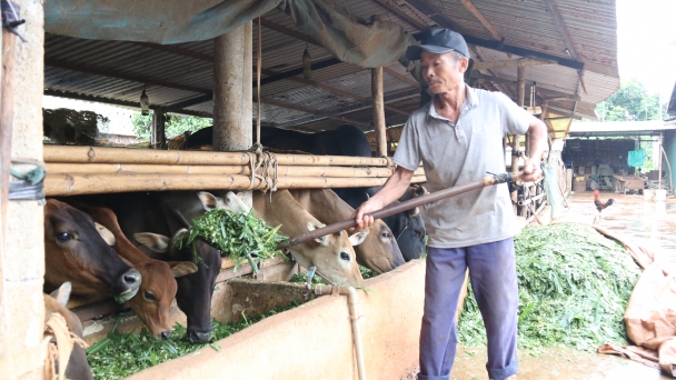 Thay đổi tập quán chăn nuôi ở miền núi: [Bài 4] Cả buôn làng học nhau làm chuồng trâu, bò