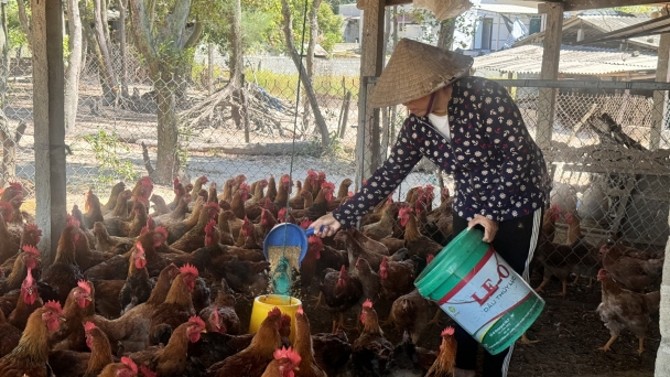 Tạo 'khu vui chơi' cho gà trên cát