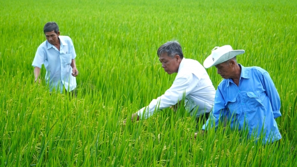 12.500ha lúa ở Sóc Trăng nhiễm dịch hại