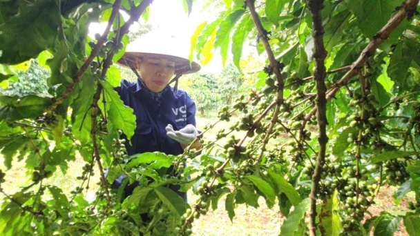 The coffee harvest is abundant, prices are high and laborers are benefiting