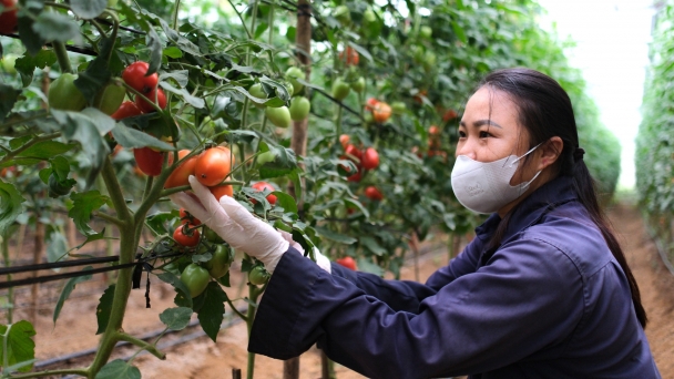 The dream of high-tech agriculture in Son La: Avoiding the shortcomings of Da Lat