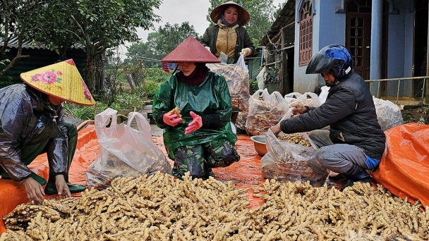 Gừng được mùa, giá tốt, nông dân chờ Tết sung túc