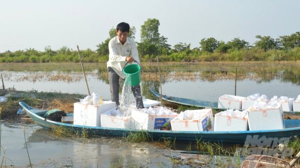 Shrimp larvae quantity and quality: Buying shrimp seeds based on intuition