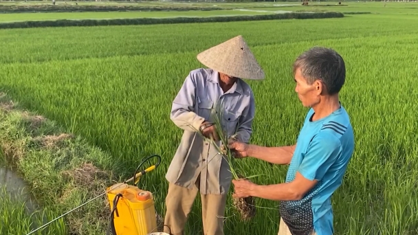 Sâu keo, sâu cuốn lá nhỏ tấn công lúa hè thu