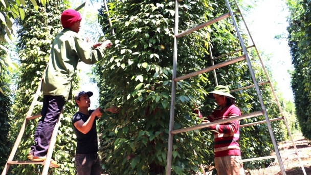 Reconstructing the Gia Lai pepper industry: The glory of the past