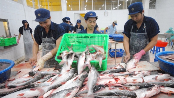 Vietnam accounts for 42% of the world's catfish production