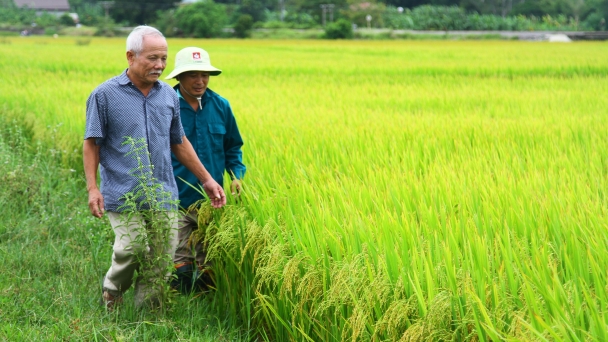 Lúa hè thu gặp thuận lợi, nông dân Quảng Bình lãi tới 30 triệu đồng/ha