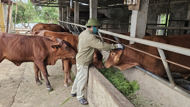 Lợi ích kép từ trang trại chăn nuôi tuần hoàn trên đất trũng