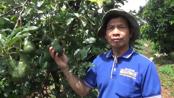 Bơ Mỹ cho trái trĩu trồng xen trong vườn cà phê