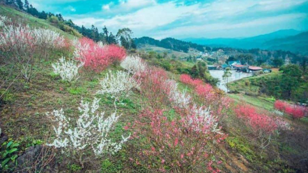 Xuân về trên những cung đường đèo Việt Bắc