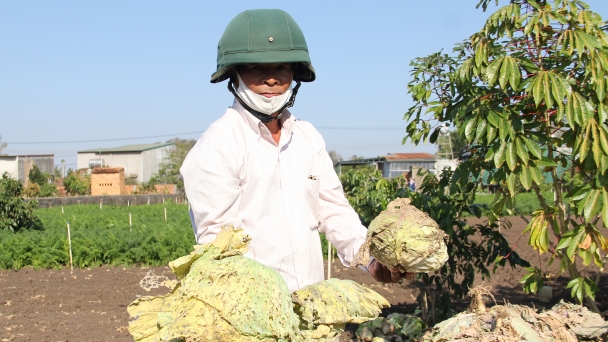 Hàng trăm tấn rau phải phá bỏ, ủ phân vì giá thấp