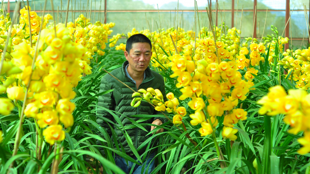 Địa lan Đà Lạt ào ạt nở trước Tết Nguyên đán