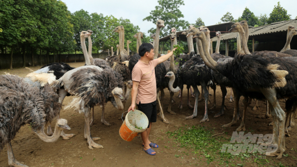 Nuôi 'chim khổng lồ' thương phẩm thu lãi gần nửa tỷ mỗi năm