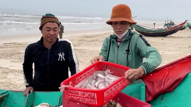Ngư dân vùng bãi ngang Quảng Bình được mùa cá đặc sản