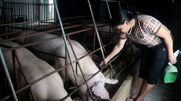 Kiệt quệ vốn, người chăn nuôi phải 'treo chuồng'
