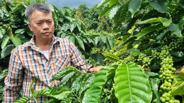 Tự chế phân bón hữu cơ IMO, lan tỏa cho cả vùng