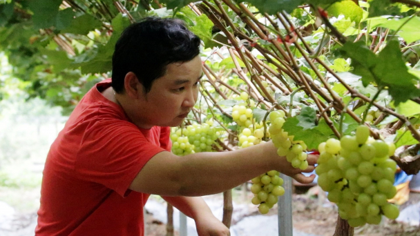 Bỏ bưởi trồng nho, sau hai năm thu hoạch 350.000 đồng/kg