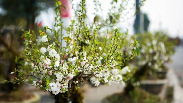 Nhất chi mai, đào thất thốn xuống phố