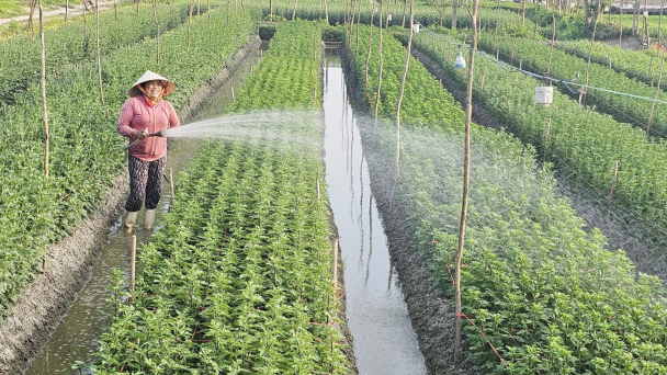 Bỏ lúa kém hiệu quả sang trồng hoa màu Tết cho thu nhập 250 triệu đồng/ha