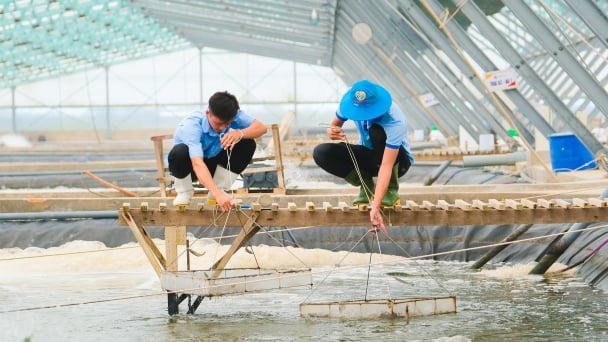 Cận cảnh tổ hợp sản xuất tôm giống công nghệ cao trị giá 1.500 tỷ đồng