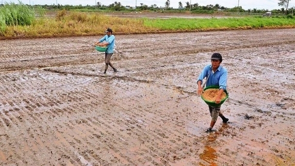 Ứng phó hạn mặn: Vĩnh Long chia 3 đợt xuống giống vụ hè thu