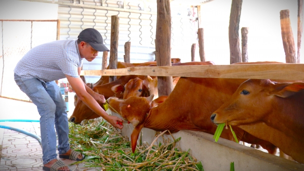 Nuôi gia súc tập trung, nông dân mỗi năm thu lợi khoảng 200 triệu đồng