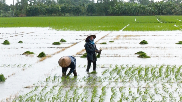 570ha lúa 25 ngày tuổi bị chết do ngập úng