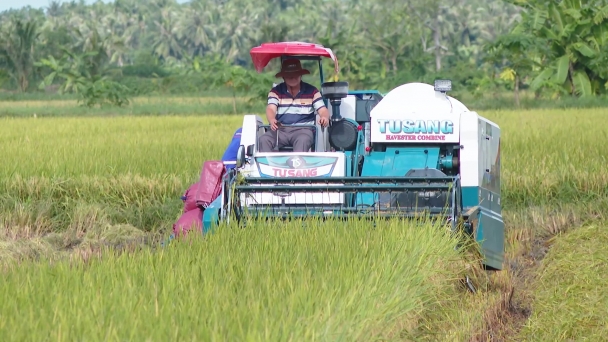 Cánh đồng lúa giảm phát thải đầu tiên cho năng suất 7,5 tấn/ha