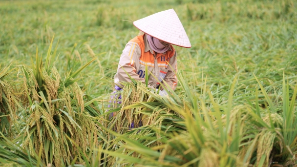 Nông dân Hà Nội thẫn thờ bên ruộng lúa gẫy đổ