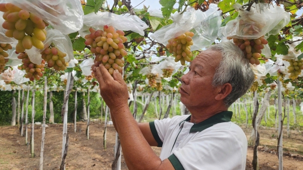 Viện Nha Hố có nhiều giống cây trồng đặc biệt