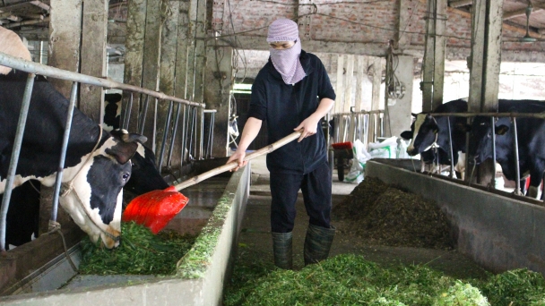 Chăn nuôi an toàn sinh học vẫn gặp nhiều khó khăn