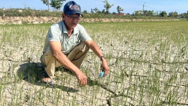 Thủy điện Sông Hinh không phát điện liên tục, hàng ngàn ha lúa khô khát