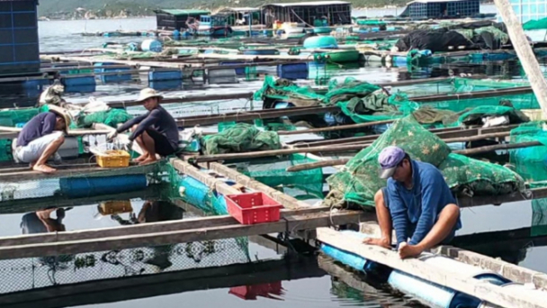 Người dân nuôi trồng thuỷ sản Khánh Hoà không chủ quan trước mùa mưa bão