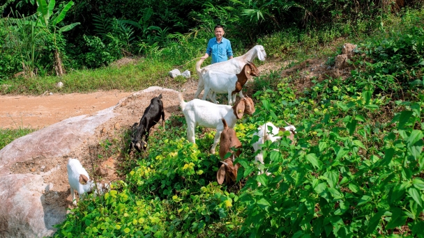 Dê lai Boer, Bách Thảo 'làm' du lịch