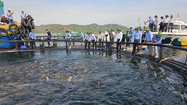 Khanh Hoa arranges 240 hectares of high-tech marine farming