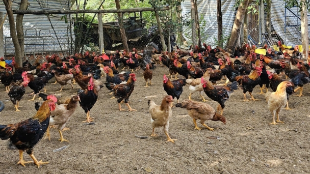 Khanh Hoa has detected 7 samples of the circulating A/H5N1 avian influenza virus