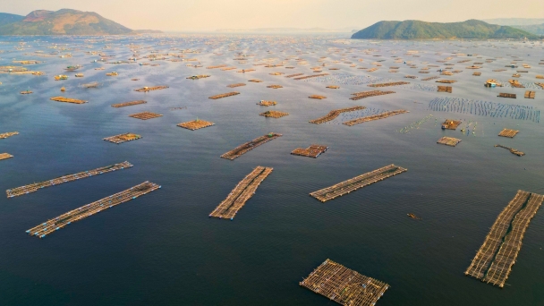 Towards sustainable mariculture: Reduce in the density of farming cages