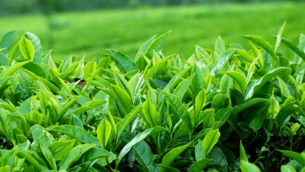 Chè Việt Nam chiếm 2,4% thị phần nhập khẩu toàn cầu