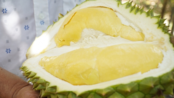 Durian imports into China in September were mainly from Vietnam