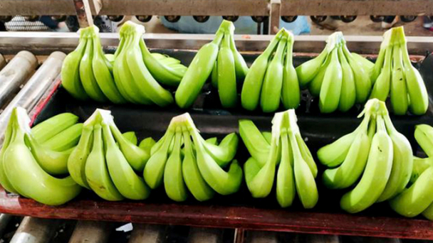 Vietnam emerges as the premium banana exporter to China