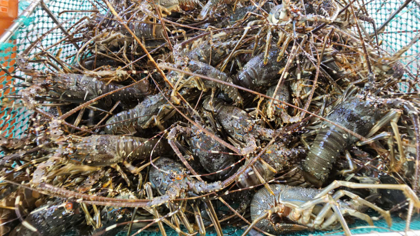 Lobster exports to China increase ninefold