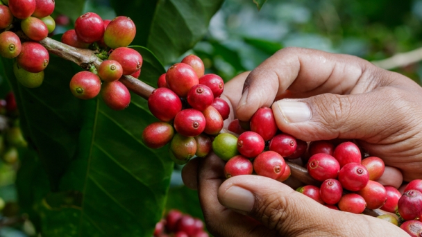 Forecast of two coffee price scenarios after the EUDR decision