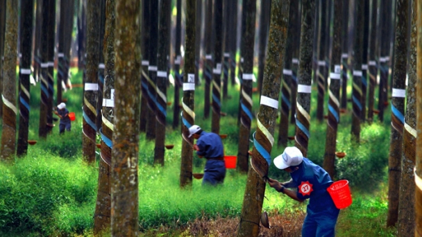 Vietnam's rubber exports in 2024 are forecasted to reach 3 - 3.5 billion USD