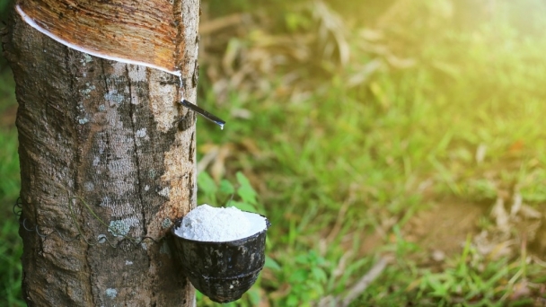 Exports of Vietnamese rubber in ten months reach over USD 2.52 billion