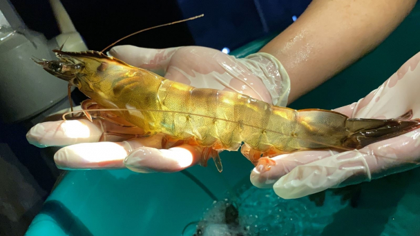 Shrimp larvae quantity and quality: Dependent on imported parent shrimp