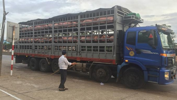 Quảng Bình: 59/59 xã, phường, thị trấn hết dịch tả lợn Châu Phi