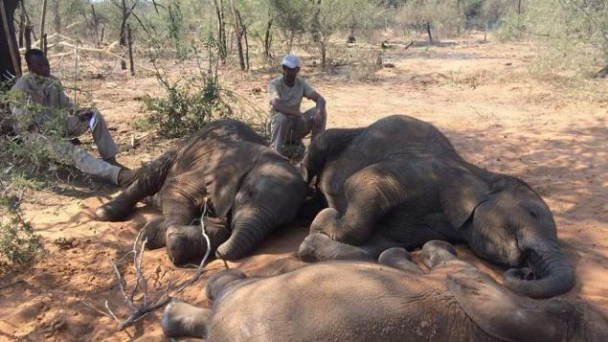 Voi Botswana chết liên tục: Chưa thấy dấu hiệu bệnh than hay ngộ độc