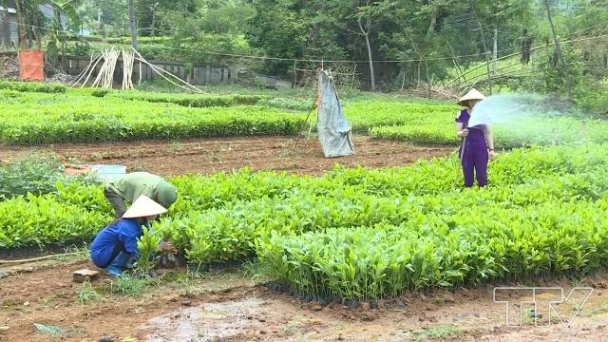 Thanh Hóa trồng mới trên 7.000 ha rừng