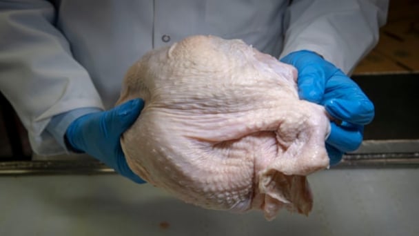 Tại sao Mỹ không thể loại bỏ hoàn toàn vi khuẩn salmonella trong thịt gia cầm?