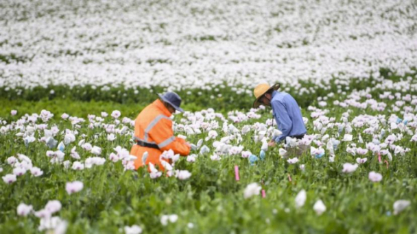 Chuyên gia nghi ngại kế hoạch thị thực nông nghiệp mới của Úc